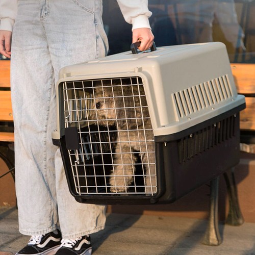 Portable pet carrier - xl, cat